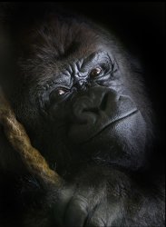 Hans Peters; Gorilla