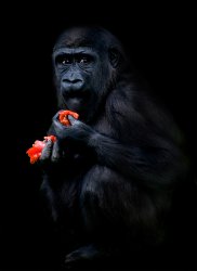 Hans Peters; gorilla